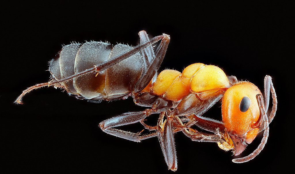 Ant Control service in San Marcos, CA