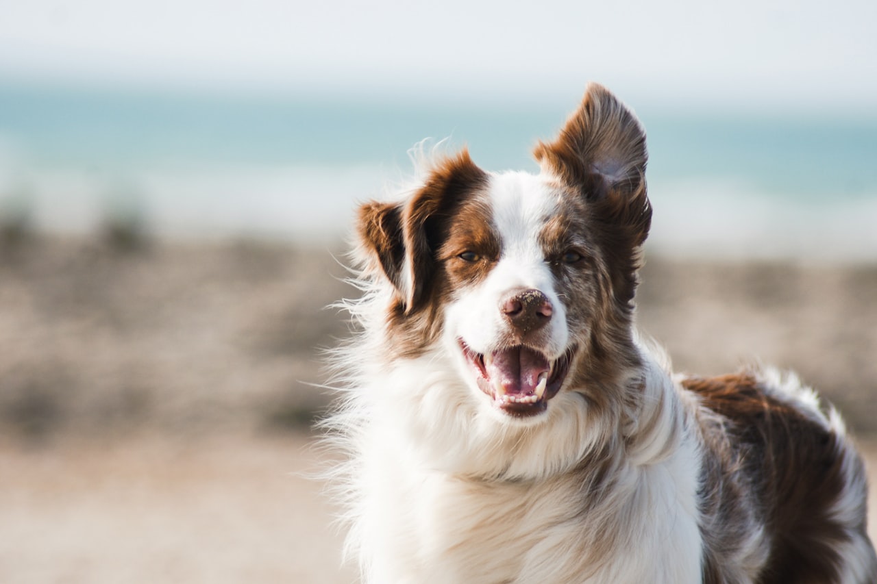 Flea & Tick Control service in San Marcos, CA