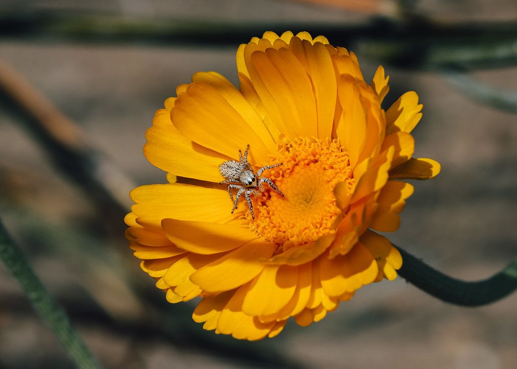 Spider Control service in San Marcos, CA